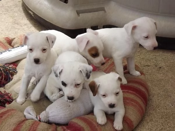 jack rusele cuccioli belli e simpatici. maschio e femmina pronti per una casa affettuosa. per l'adoz