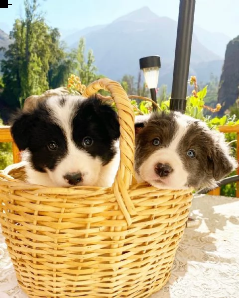 adorabili cuccioli di border collie femminucce e maschietti disponibili per adozione gratuita