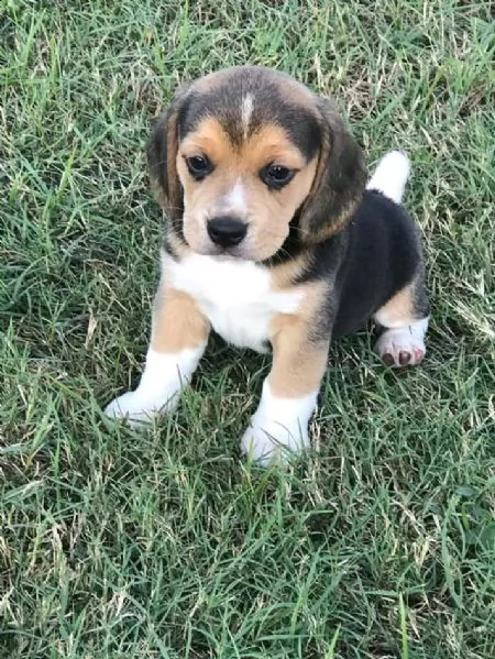 cuccioli di beagle 