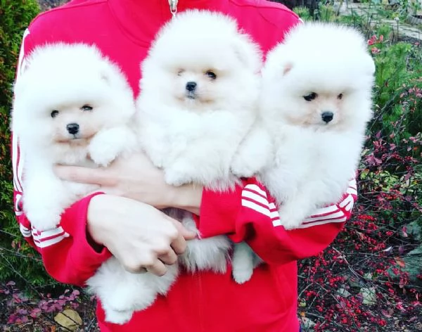 cucciolo di pomerania