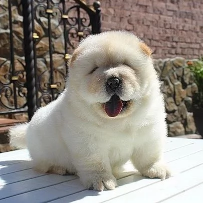 adorabile cuccioli di chow chow