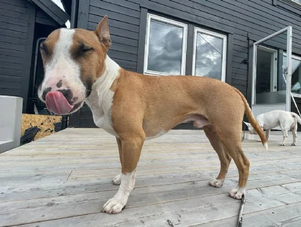 regalo di cuccioli bull terrier disponibili per adozione