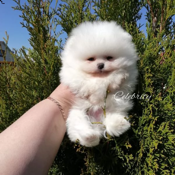 cuccioli di pomerania in adozione | Foto 0