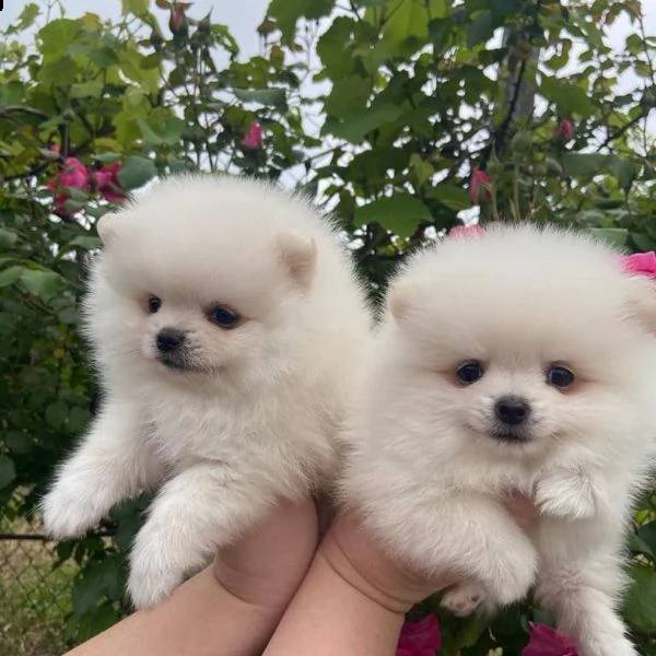 cuccioli di pomerania in adozione