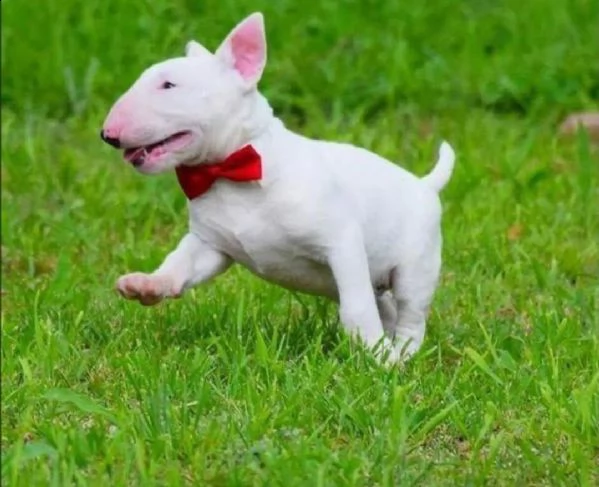  adorabili cuccioli di bull terrier femminucce e maschietti disponibili per l'adozione gratuita i 