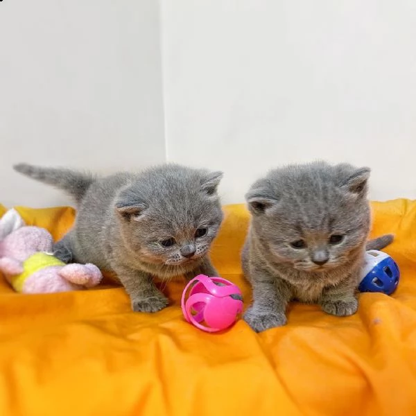 british blu kittens for free adoption