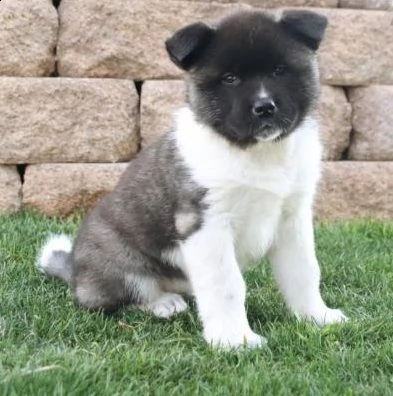  regalo akita cuccioli meravigliosi ! 