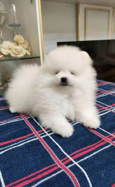 volpino di pomerania cucciolo di 5 mesi