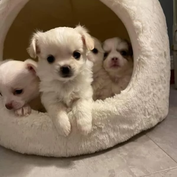  bellissimi cuccioli di chihuahua