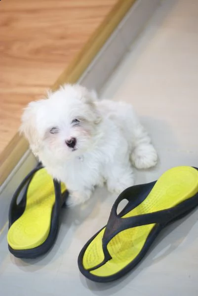 adorabile cucciolo maltese disponibile per la vendita  | Foto 0