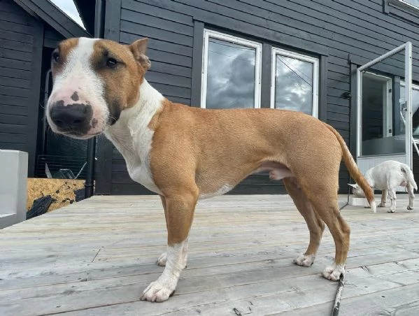 adorabile cuccioli bull terrier disponibile per adozione gratuita