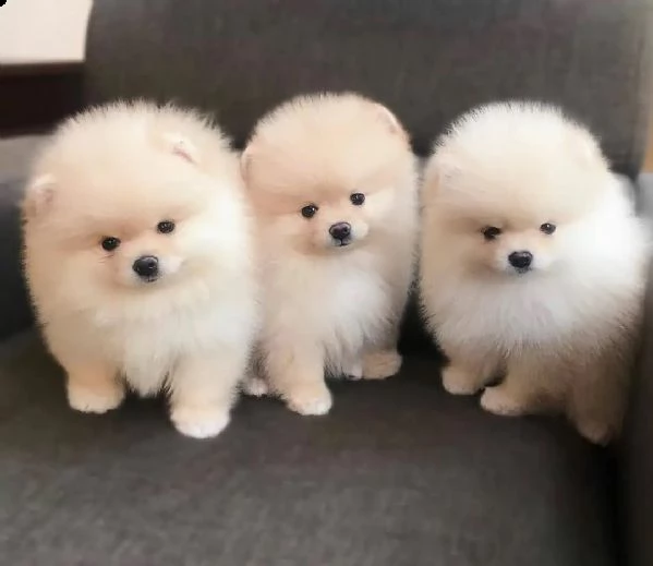 cuccioli di spitz di pomerania