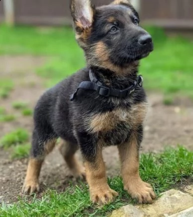 3 mesi cuccioli di pastore tedesci 