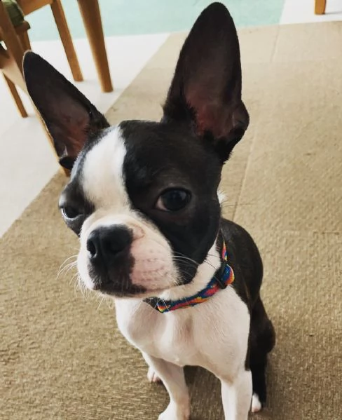 offro in adozione di cuccioli boston terrier gratuita