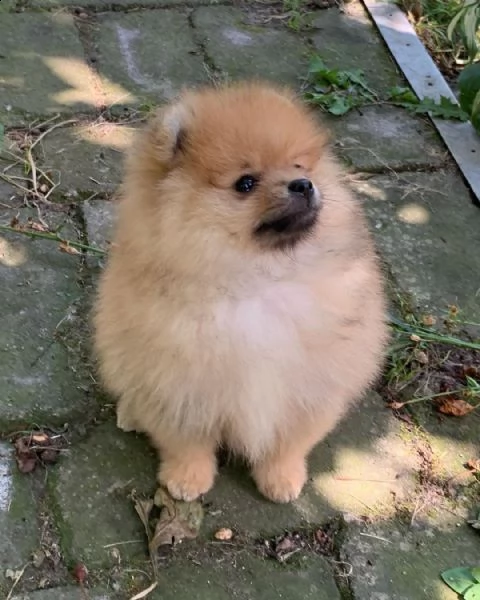 volpino di pomerania cucciolo di 9 mesi,microchippato vaccinato, bellissimo esemplare,altezza al gar