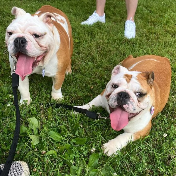 adorabili cuccioli di bulldog inglese femminucce e maschietti disponibili . i cuccioli sono vaccinat