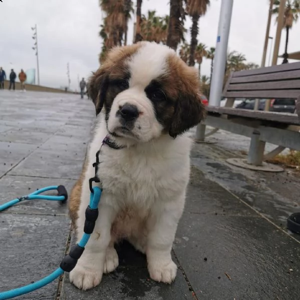 adorabili cuccioli di san bernardo femminucce e maschietti disponibili . i cuccioli sono vaccinati s