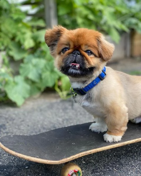 regalo cuccioli pechinese i cuccioli vengono consegnati con svezzamento , primo vaccino, libretto sa