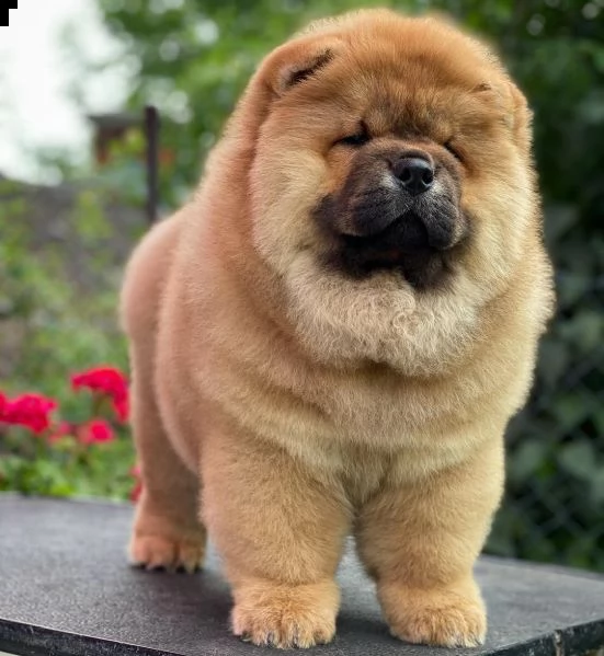 sto cercando una buona casa adottiva che si occupi del mio adorabile cucciolo di chow chow di 7 sett