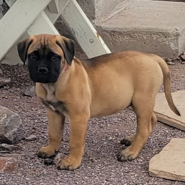 solo 8 settimane da quando la palestra adorabile cucciolo bullmastiff è vaccinata ed è già disponibi