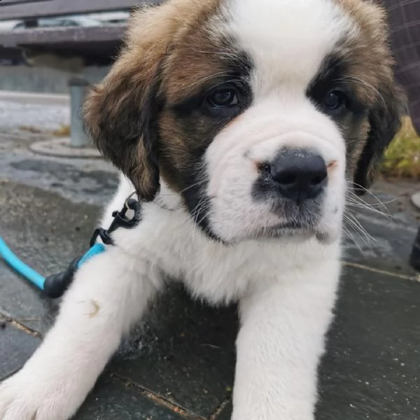 regalo cuccioli san bernardo i cuccioli vengono consegnati con svezzamento , primo vaccino, libretto