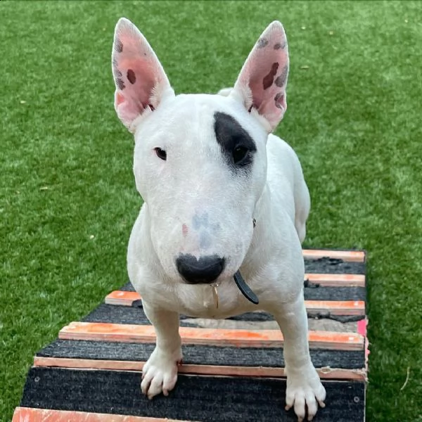 molto urgente !!! bull terrier cuccioli belli e simpatici. maschio e femmina pronti per una casa aff