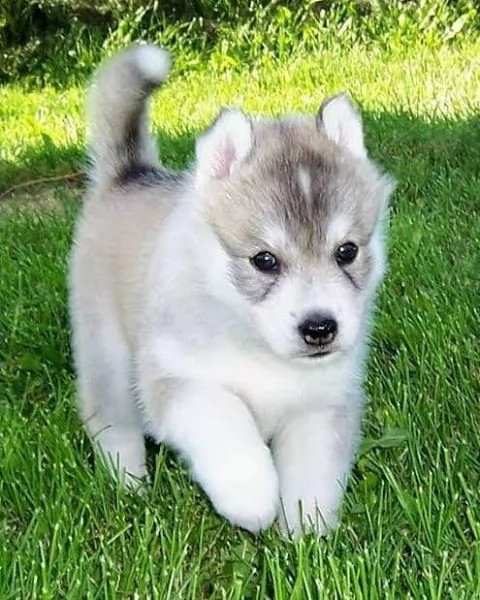 regalo cuccioli di razza siberiano husky consegna con il libretto sanitario,  il michrochip, vaccina