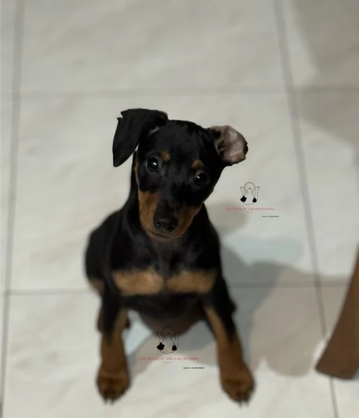 Pinscher nano