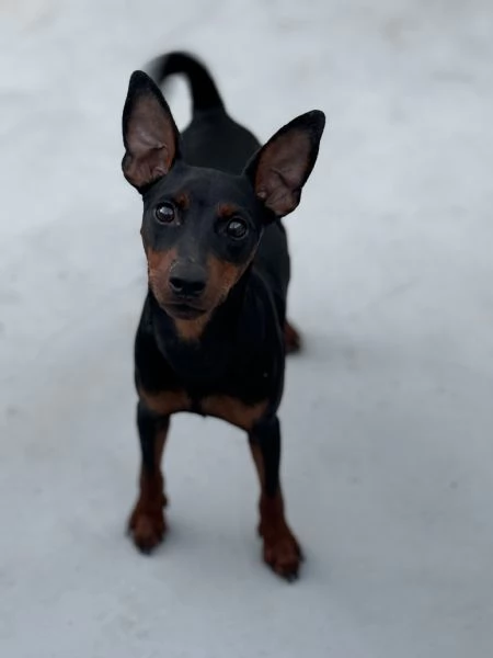 Pinscher nano