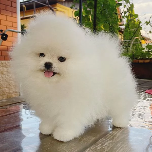 cuccioli di spitz di pomerania