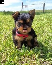 cucciolo di yorkie assolutamente sano