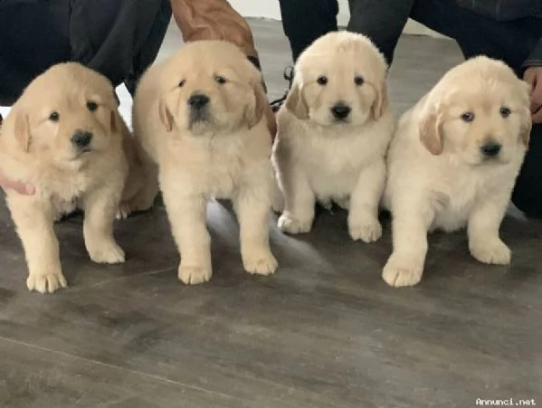 due golden retriever in adozione