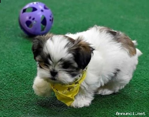 salute shih tzu cuccioli disponibili