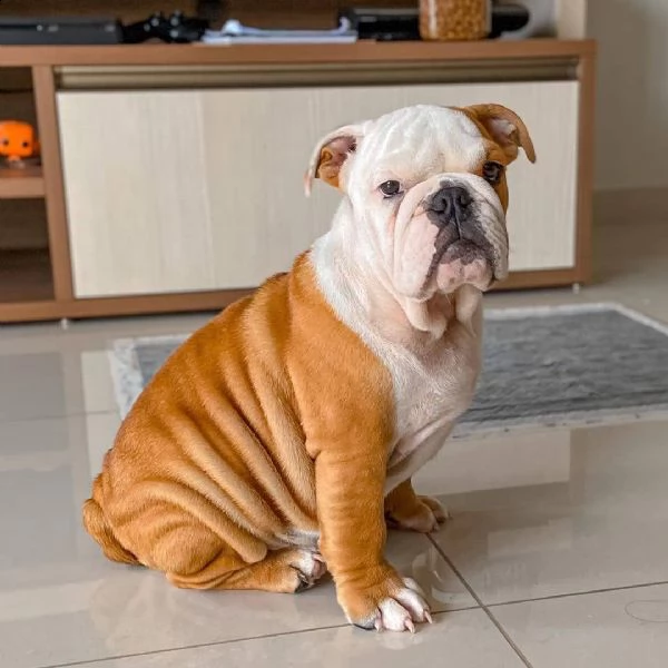 giocattolo di dimensioni regalo mini canile   bulldog inglese ho dei bellissimi cuccioli di bulldog 