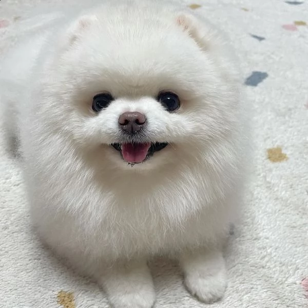 cucciolo spitz nano pomeranian