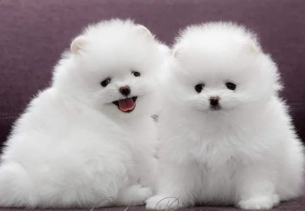 cucciolo di spitz nano di pomerania