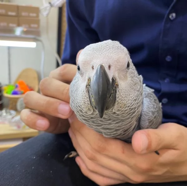 il pappagallo grigio ha bisogno di una nuova casa | Foto 0