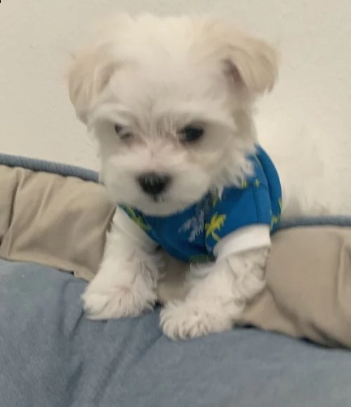 adorabili cuccioli maltese  femminucce e maschietti disponibili