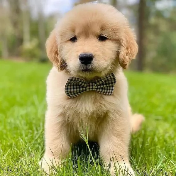 molto urgente !!! regalo golden retriever cuccioli belli e simpatici. maschio e femmina pronti per u