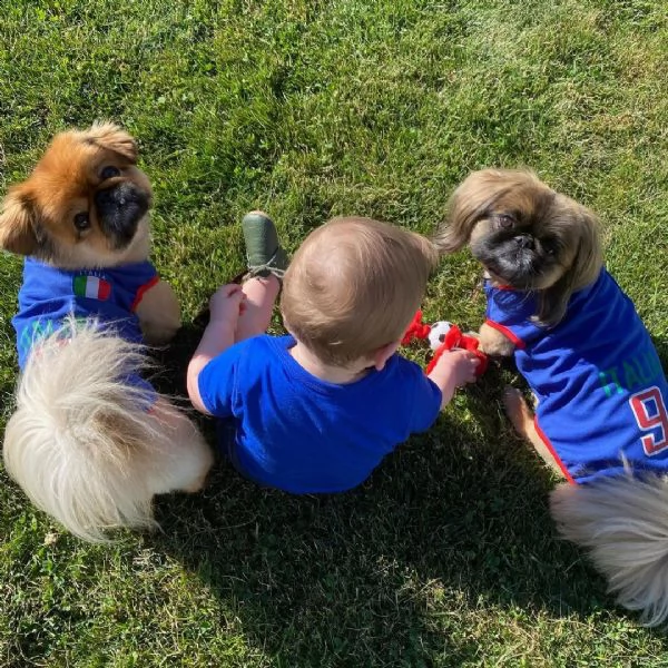 volpino di pechinese cucciolo di 9 mesi,microchippato vaccinato, bellissimo esemplare,altezza al gar