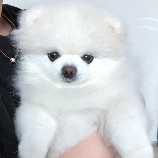 volpino di pomerania cucciolo di 9 mesi