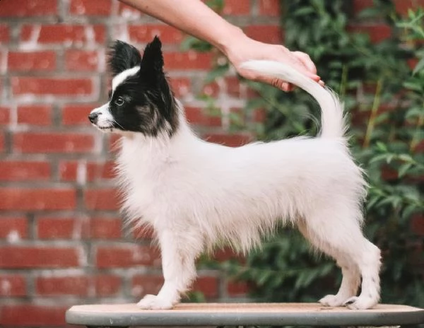 regalo cuccioli di papillon bellissimi cuccioli disponibili, carattere adorabile ,sono docili ed aff