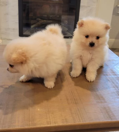 regalo pomerania cuccioli (maschio e femmina)