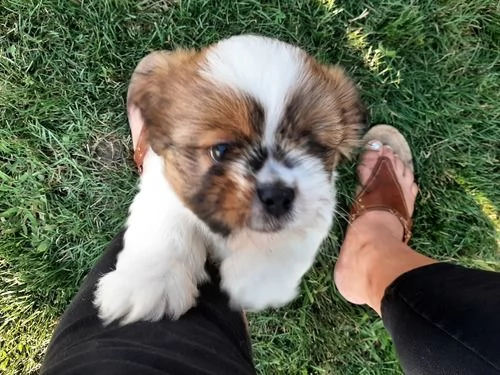 regalo bellissimi cuccioli allevati shih-tzu, colore bianco e nero. due e una feminuccia maschietti.