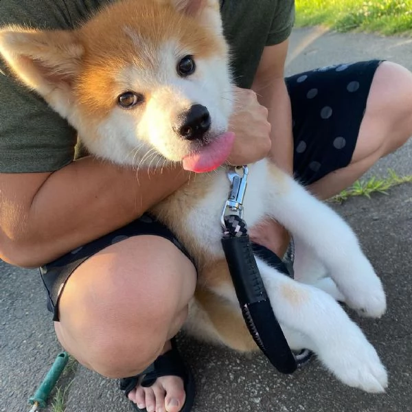 regalo cuccioli dolce e bella shiba inu stiamo dando questi nostri cuccioli sani maschi e femmine in