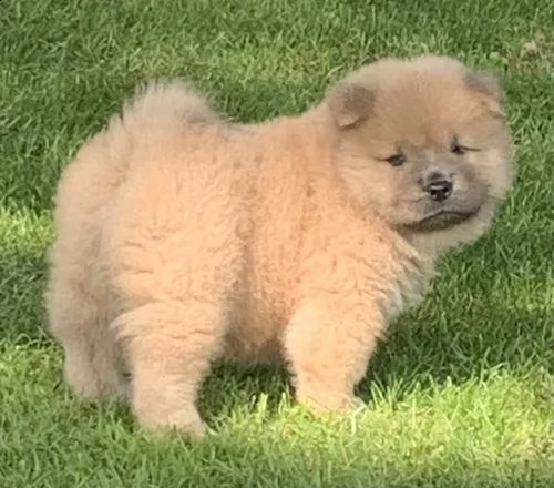  regalo bianchi cuccioli di chow chow