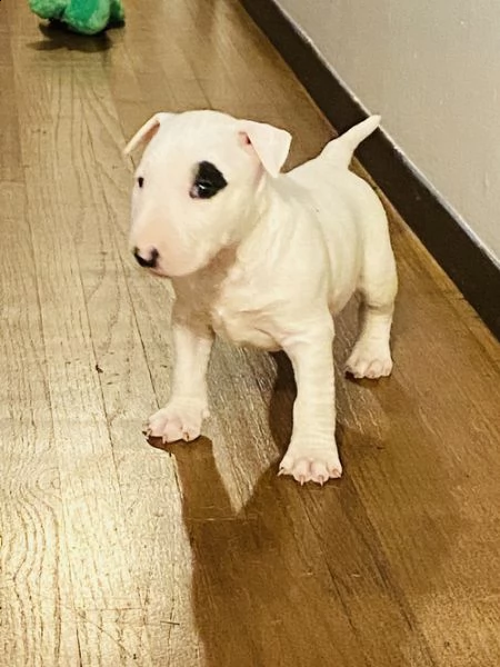 belle e sani , maschio e femmina cuccioli di bull terrier per regalo .