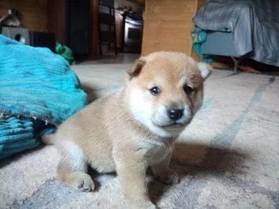 regalo due cuccioli di shiba inu per l'adozione