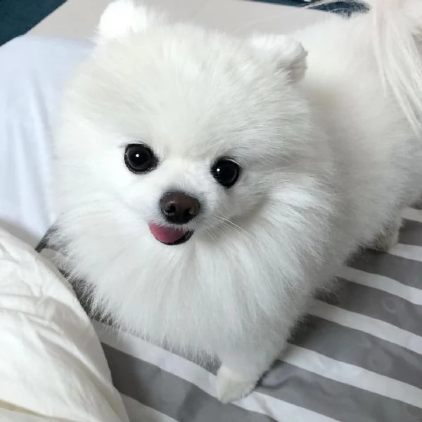 bellissimo cucciolo spitz di pomerania. 