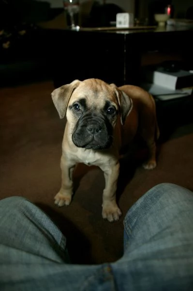 disponibili cuccioli di bullmastiff | Foto 1